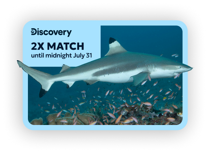 Great White Shark