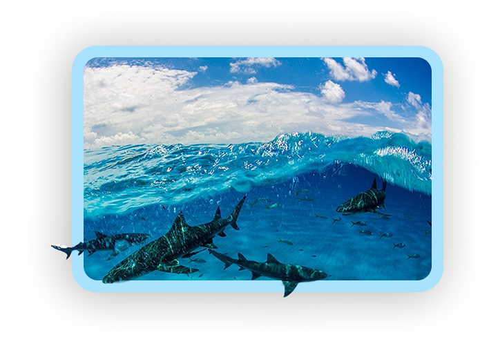 School of sharks swimming in the surf