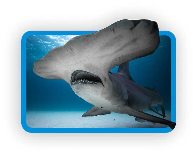 Hammerhead Shark